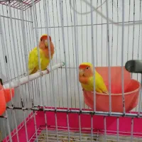 کوتوله همراه با قفس