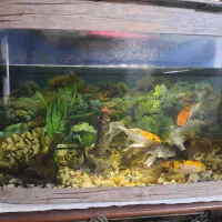 آکواریوم وسنگ