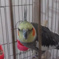 جفت عروس هلندی رام