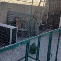 پرنده