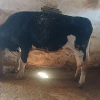 دو تا گاو و یک گوساله ماده