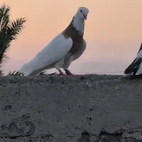طوقی زرد خال سیاه