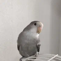 طوطی برزیلی ماده هفت ماهه