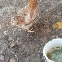 مرغ تخم گذار