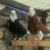 کبوترشازه