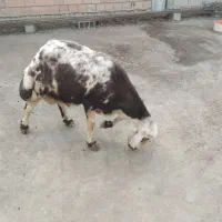 قوچ بروجردی