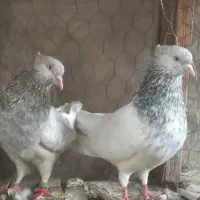 کله ای