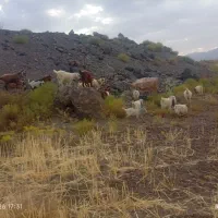 گیسه