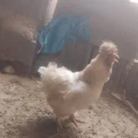فروش مرغ و خروس