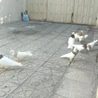 طوقی|پرنده|قزوین, |دیوار