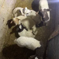 فروش بره