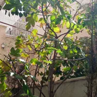 دو-طبقه-و-نیم-سه-واحد-مستقل