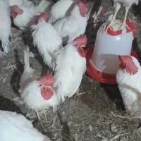 فروش تعداد ۱۵۰ عدد خروس و ۵۰ عدد بوقلمون ارگانیک