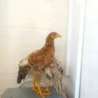 جوجه مرغ ۵ ماهه