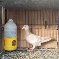 کفتر سرک سوسنی و سرک سبز ماده