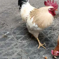 خروس محلی جوان