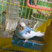 مرغ عشق آبی خوشرنگ