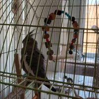 عروس هلندی