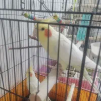 عروس هلندی نر دو عدد