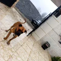 سگ نژاد بول ماستیف