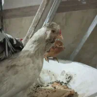 مرغ گلین لری