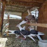جوجه کفتر زاجر دوکت