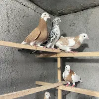 کبوتر شازده زرد هما سرور