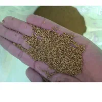 بذر یونجه