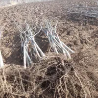 نهال ۱تا ۵ساله کاغذی گردو