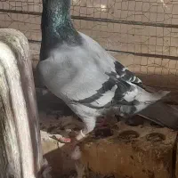کفتر