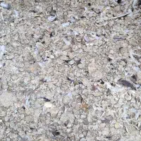 کود کبوتر