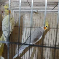 طوطی عروس رامسر