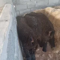 بره پای پروار