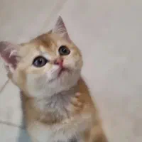 گربه ماده ونر بریتیش