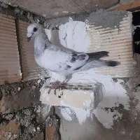 کبوتر