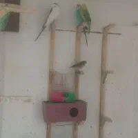 مرغ عشق