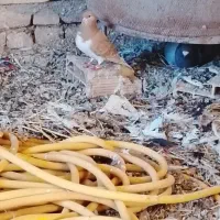 جفت گاه آلمانی