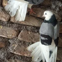 کبوتر  شازده