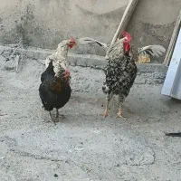 مرغ و خروس