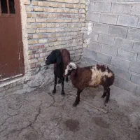 ی میش ی بره نر سالم کیلویی ام میدم