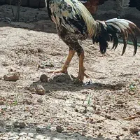 تخم لاری