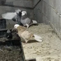 سلام‌و عرض ادب به عشق بازان