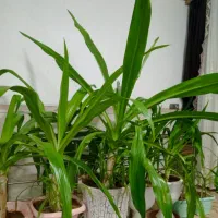 گل برگ موزی معاوضه با قناری