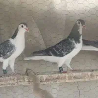 کبوتر زرهی نر
