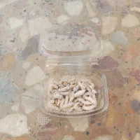 طعمه ماهیگیری پت(لارو مگس)