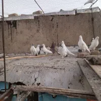 کبوتر|پرنده|نورآباد, |دیوار