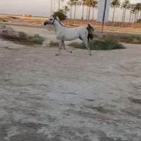 فروش مادیان ۹ماهه ابستن