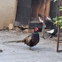 پرنده ی زینتی نر بالغ