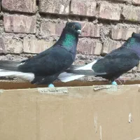 یک جفت اشعل دمسفید