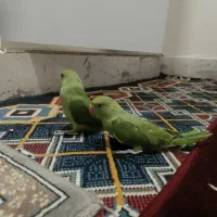 ملنگو جوجه. تخم وشاه طوطی